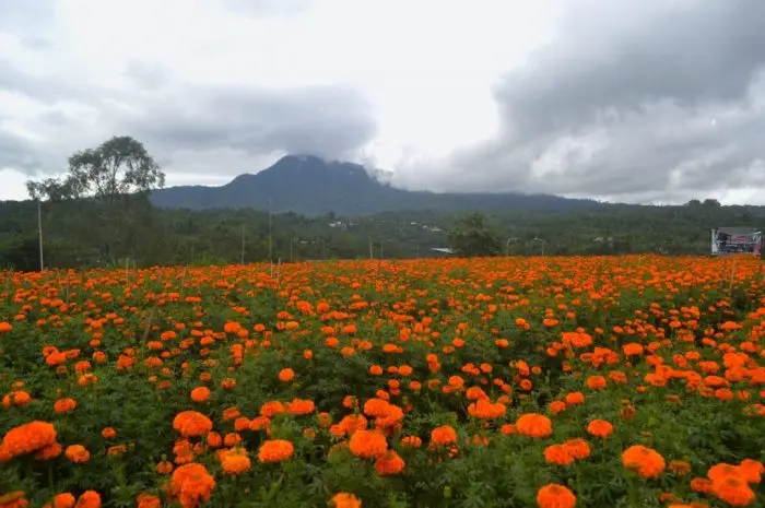 Tourist Destinations in Bedugul Bali Offering Natural and Cultural Experiences