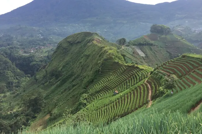 Panyaweuyan Terraces, Natural Charm and Agricultural Educational Tourism in Majalengka